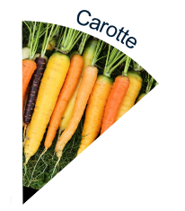 Dried Carrot from 프랑스 supplied by ALFALFA SAS - Orange 신선 당근