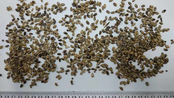 Milk thistle seeds from 폴란드 supplied by P.W. Rekord Józef Szwajkowski - As per customer's request 아마 씨