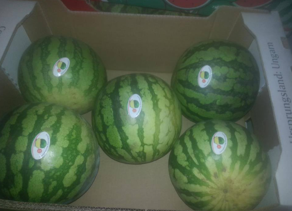Fresh Watermelon from Hungary supplied by Premium Fruit Ltd. - Whole Fresh Watermelon