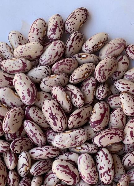 Sugar Beans from Tanzania supplied by AL SULTAN ESTABLISHMENT - Dried (=Dehydrated) White Beans