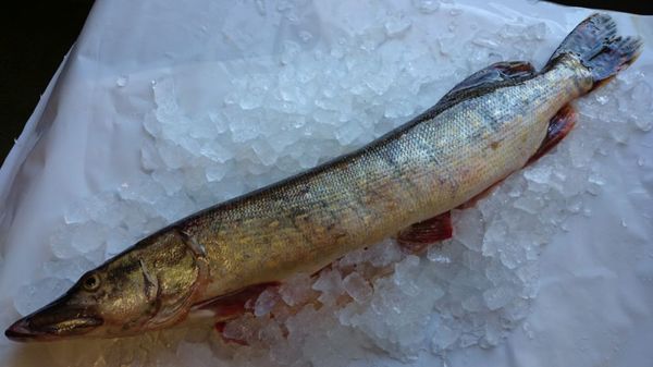 Frozen Pike from 에스토니아 supplied by Kallaste Kalur OÜ - With Bone 냉동 파이크