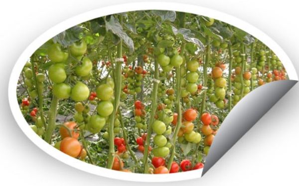 Fresh Tomato from Netherlands supplied by Fortuna Fruits Continental BV - Plum Varieties (=Allongées) Fresh Tomato