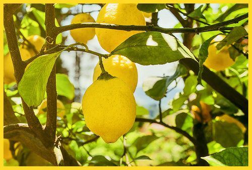 Organic Lemons from 미국 supplied by Fruit World Co. - Yellow 신선 레몬