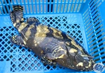 Dragon Tiger Spot (Pearl Grouper) from Malaysia supplied by ACM Marintek Sdn Bhd - Pearl Grouper (= Sabah Grouper=Epinephelus Fuscoguttatus x Epinephelus Lanceolatus) Frozen Grouper