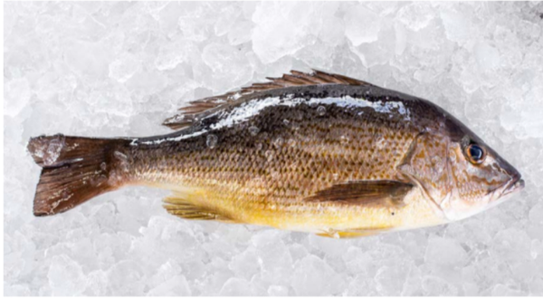 Rose Snapper (LUTJANUS GUTTATUS) Farmed from 코스타리카 supplied by Industrias Martec S.A. - 냉동 스내퍼