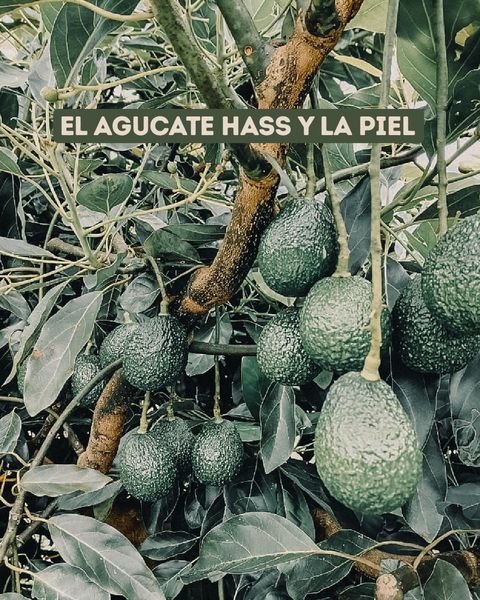 Avocado from 콜롬비아 supplied by Frutaxcol - Hass 신선 아보카도
