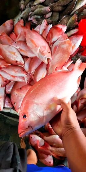 Red Snapper from 인도네시아 supplied by PT. Hilda JayaVista - Fresh (=Chilled=Raw) 신선 앵무고기