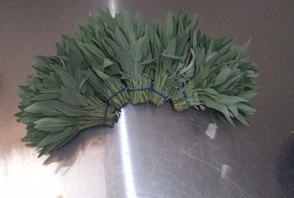 Sage from Kenya supplied by Karzal Limited - Excellent Quality Aromatic Herbs