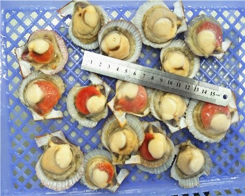 Frozen Clam from 중국 supplied by Changli County Yongjun Freezing Food Co., Ltd - Half Shell (=Half Shelled=Half Shucked) 냉동 조개