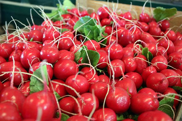 Fresh Radish from 포르투갈 supplied by Gemüsering Portugal - Red Varieties 무