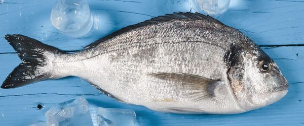 Fresh Sea Bream from 튀르키예 supplied by Hatko Aquaculture - Gilt-head Bream (=Sparus aurata) 냉동 도미