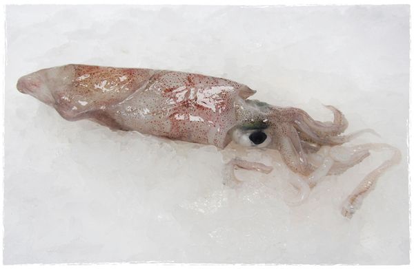 Squid from 영국 supplied by OCEAN FISH CO - Whole 냉동 오징어