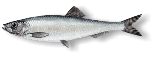 Baltic Sprat from 에스토니아 supplied by Kajax Fishexport AS - European Sprat (=Sprattus sprattus) 냉동 스프래트