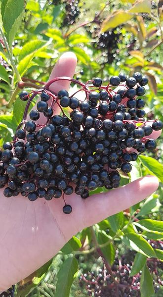 Fresh Elderberry from 독일 supplied by Bio-Obsthof GbR - Concentrate 신선 엘더베리