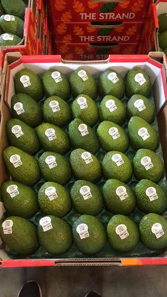 Avocado from Australia supplied by The Avolution Pty Ltd - All Sizes Fresh Avocado