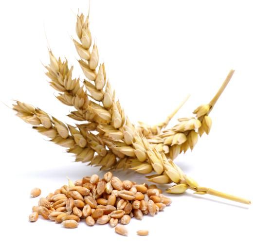 Wheat from Argentina supplied by EXPELLER DE SOJA - Dried Wheat