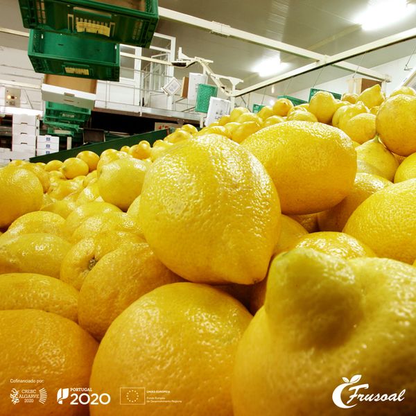 Lemon from 포르투갈 supplied by Frusoal - Verna (=Berna) 신선 레몬