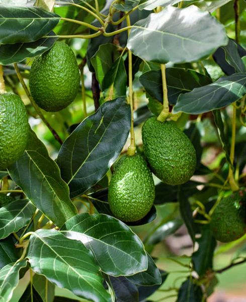 Avocado from 스페인 supplied by Alcoaxarquía - Green 신선 아보카도