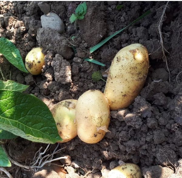 Potato from Switzerland supplied by Mis Höfli - Leaf Fresh Common Potato