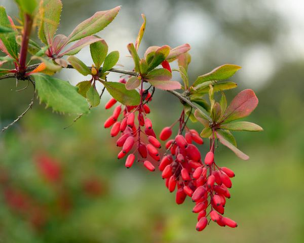 Barberry from Iran supplied by Toos Taak Persian Raisin Co. - Red Barberry
