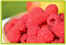 Fresh Organic Raspberry from 독일 supplied by Obstgut Coorßen GmbH & Co.KG - Red 신선 라즈베리