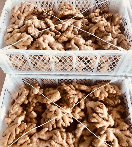 Ginger from 페루 supplied by Sobifruits S.A.C. - Whole 통생강