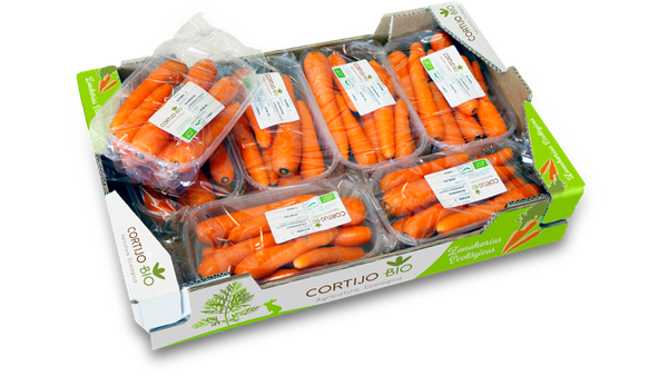 Fresh Carrot from 스페인 supplied by El Cortijo Bio SL - Early Nantes 신선 당근