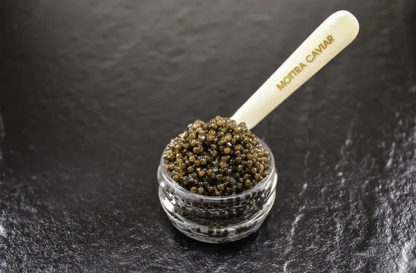 Caviar from 라트비아 supplied by MOTTRA - Siberian Sturgeon (=Acipenser baerii) 캐비아