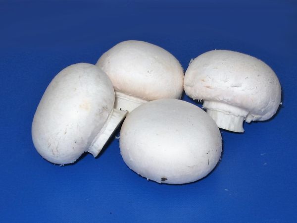 Mushroom from 폴란드 supplied by AGROMYCEL Producent pieczarek - Plastic Punnets (=Clamshells) 기타 신선 버섯류