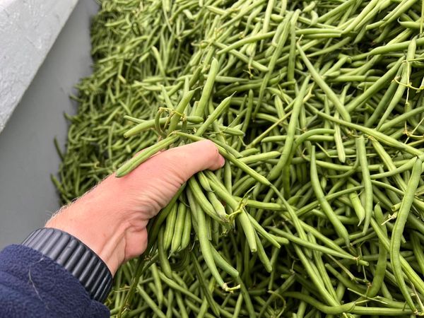 Green Bean from 네덜란드 supplied by Harrys Farm - Farmed 말린 일반 콩