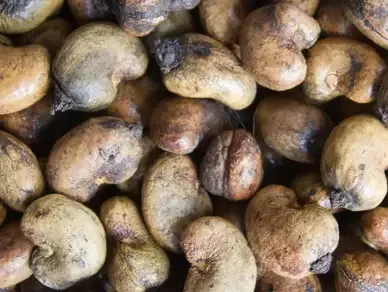 Cashew Nuts from Nigeria supplied by Chairman Export Company - Premium Quality Raw Cashew Nut