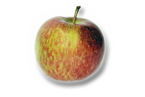 Fuji apple from Portugal supplied by NARC FRUTAS – Cooperativa de Fruticultores e Horticultores da Região de Alcobaça, C.R.L - Fuji Fresh Apple