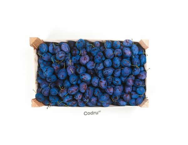 Fresh Plum from 몰도바 supplied by Codru ST SRL - Plum - Stanley (=Dwarf Plum) 신선 자두