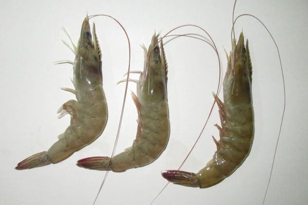 IQF Shrimp from Honduras supplied by Empanadasra Santa Inés - Raw Peeled Tail On (=RPDTO) Frozen Common Shrimp & Prawn