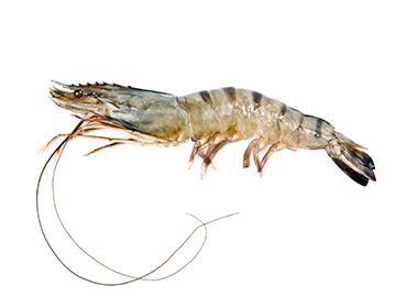 Frozen Tiger Shrimp from 캐나다 supplied by Montreal Fish Company - Farmed (=Captive Bred=Cultured) 냉동 새우