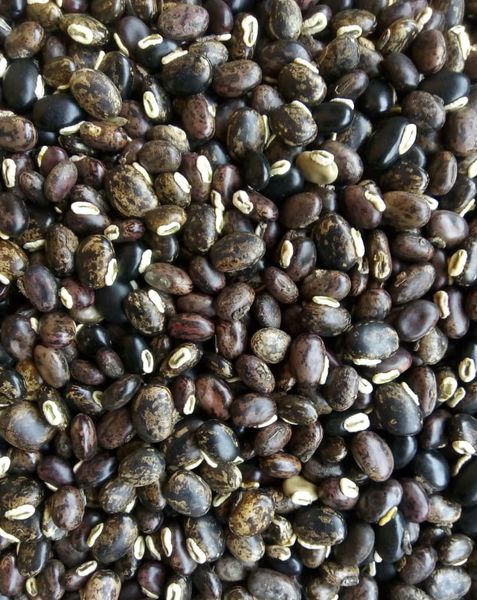 Velvet beans (mucuna Pruriens seeds) from 나이지리아 supplied by TROPICAL PLANTS (NIG) LIMITED - Dried (=Dehydrated) 벨벳콩