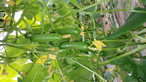 Gherkin from Israel supplied by Dvine Growers - Caliber 4 (5-10 cm) Fresh Cucumber