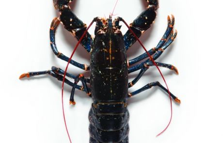 Lobster from Ireland supplied by Shellfish Ireland - Cooked (Not Frozen) Fresh Common Lobster