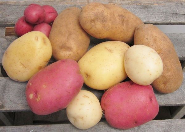 Potato from 나이지리아 supplied by Sommy foodmart - 갈색 신선 일반 감자
