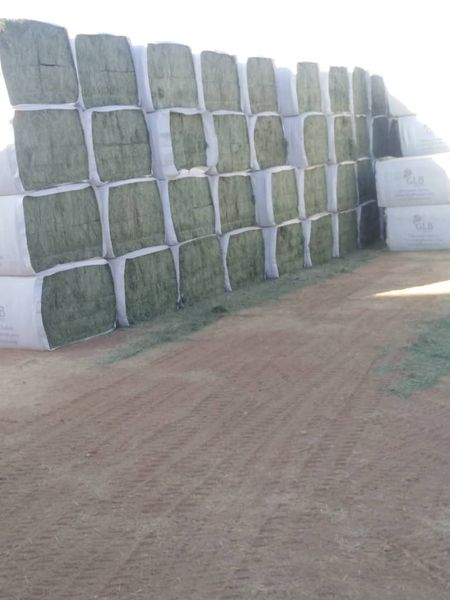 alfa alfa from Sudan supplied by Alara For Invesments - High Quality Alfalfa