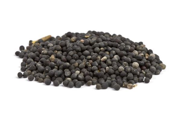 Rapeseed from 폴란드 supplied by Polish Agro Sp. z o.o. - Black Rapeseed 카놀라 씨 및 유채 씨