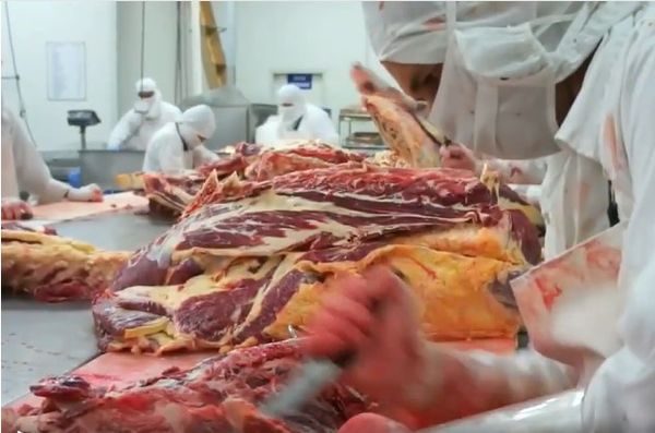 Fresh Beef from Costa Rica supplied by Ganaderos Industriales de Costa Rica (GICO) - Cuts Fresh Whole Beef