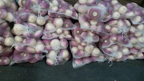 Radish from 파키스탄 supplied by Amin & Sons - Cherry Radish (=Raphanus sativus L. var. radculus pers) 무