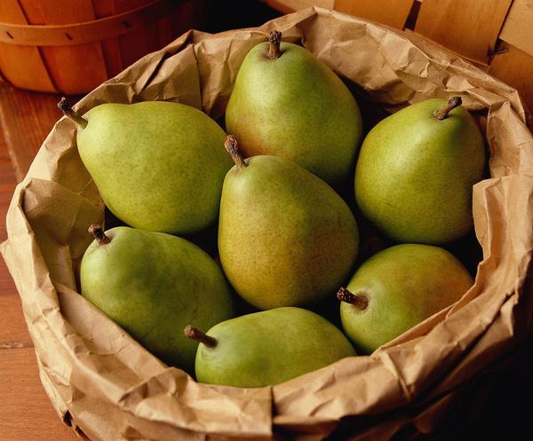 Fresh Pear from 폴란드 supplied by SADPOL Goszczyn - Whole 신선 배