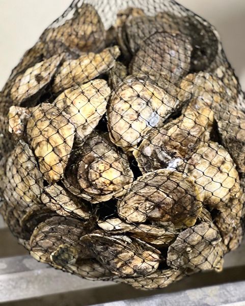 Fresh Oyster from 미국 supplied by Mattamuskeet Seafood Inc - Whole (=In Shell=Unshucked) 신선 굴