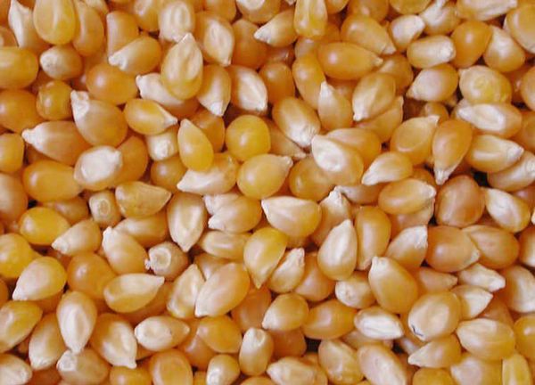 Corn from 파키스탄 supplied by Maan Kubota Company And Agriculture Services - Dried 옥수수