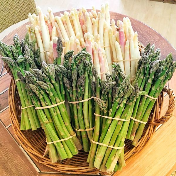 Fresh Asparagus from 스위스 supplied by Philfruits - White 신선 아스파라거스