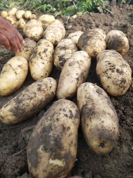 Fresh Potatoes from 파키스탄 supplied by Sky Links International - Farmed 신선 일반 감자