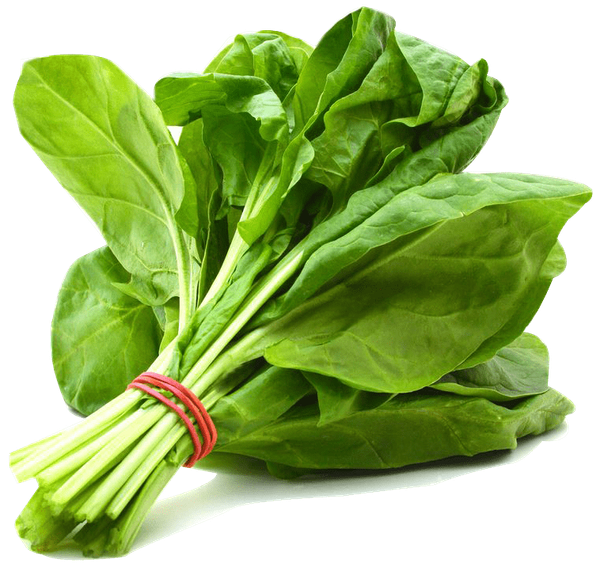 Spinach from 튀르키예 supplied by Er Gida - Leaf 신선 시금치