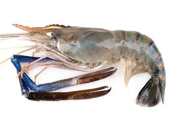 Frozen Shrimp & Prawn from 방글라데시 supplied by MODERN SEA FOOD IND. LTD. - HOSL (Head On Shell Off) 냉동 새우
